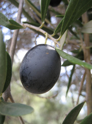 BRANCH