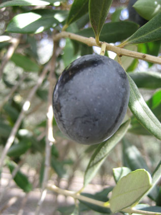 BRANCH