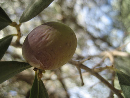 BRANCH