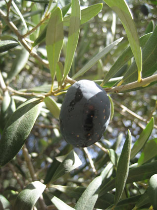 BRANCH