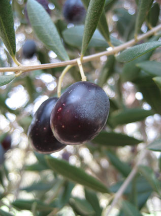 BRANCH
