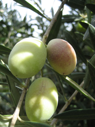 BRANCH
