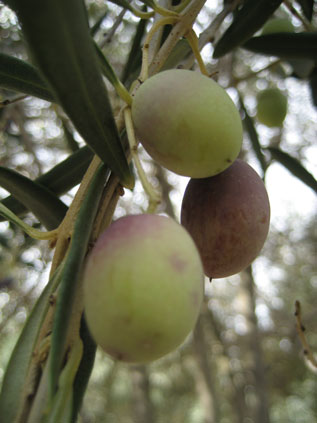 BRANCH