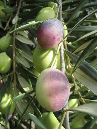 BRANCH