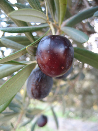 BRANCH