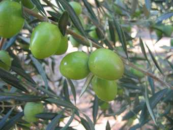 BRANCH