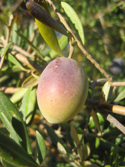 BRANCH