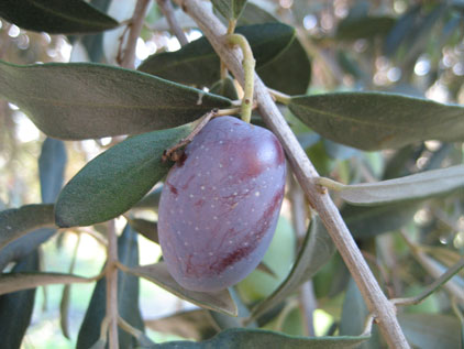 BRANCH
