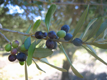 BRANCH