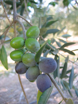 BRANCH