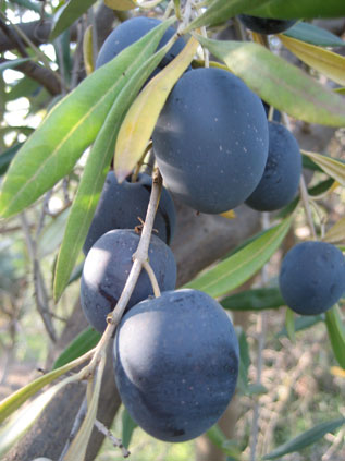 BRANCH
