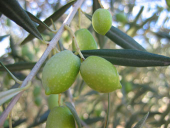 BRANCH