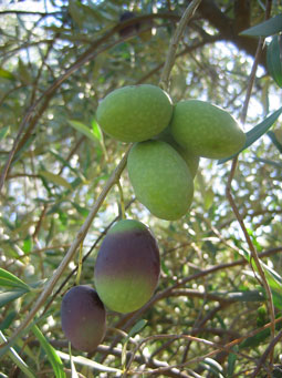 BRANCH