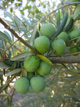 BRANCH