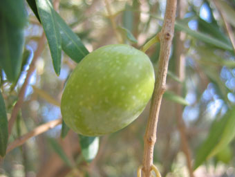 BRANCH