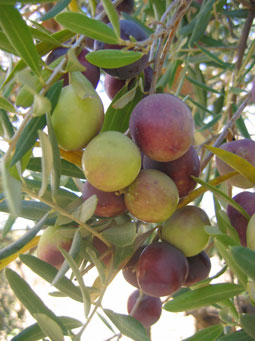 BRANCH
