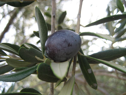 BRANCH