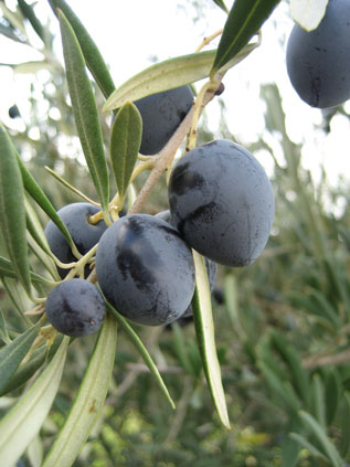 BRANCH
