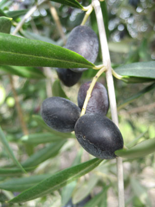 BRANCH