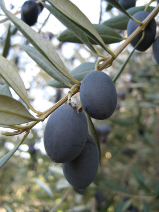 BRANCH