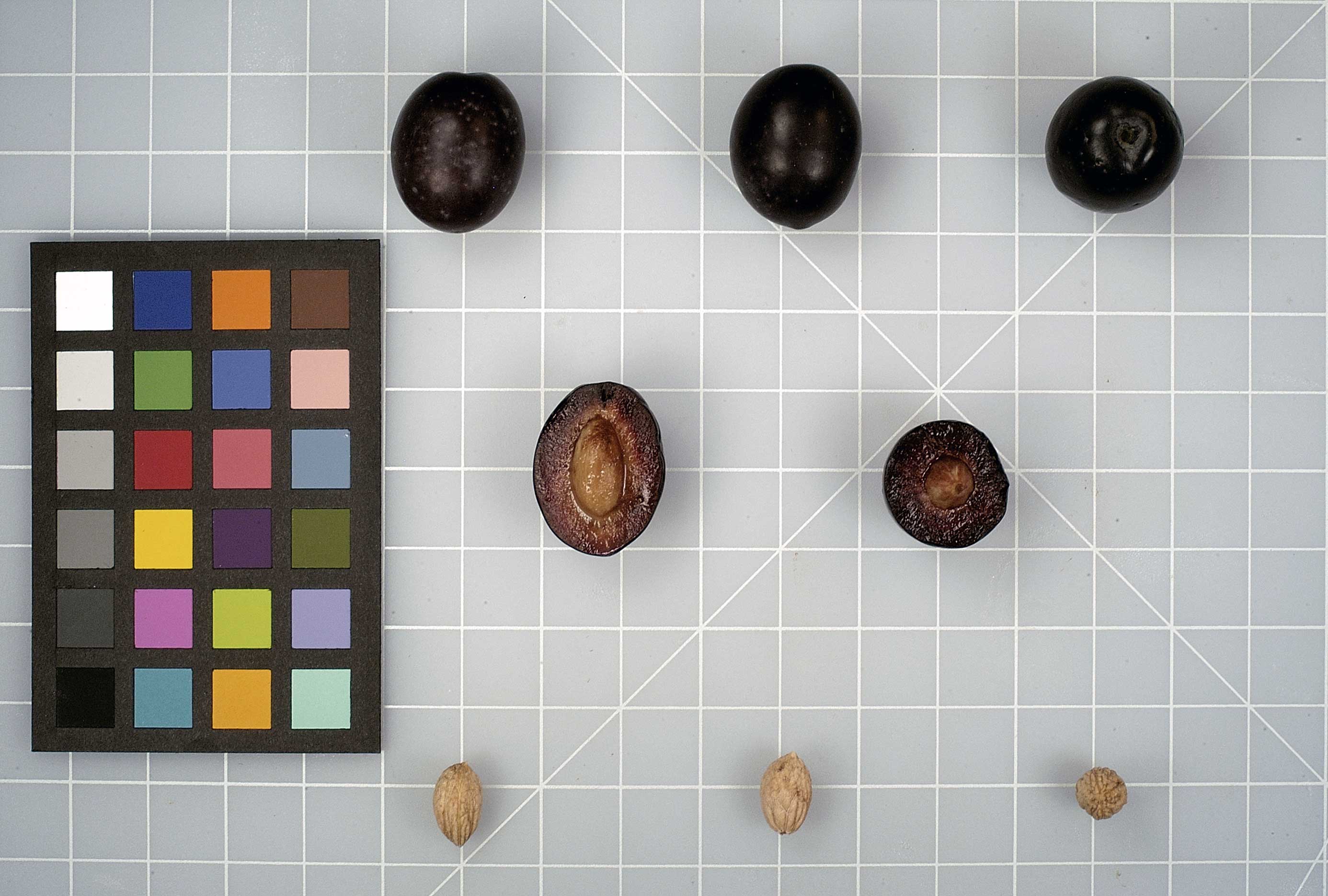 FRUIT