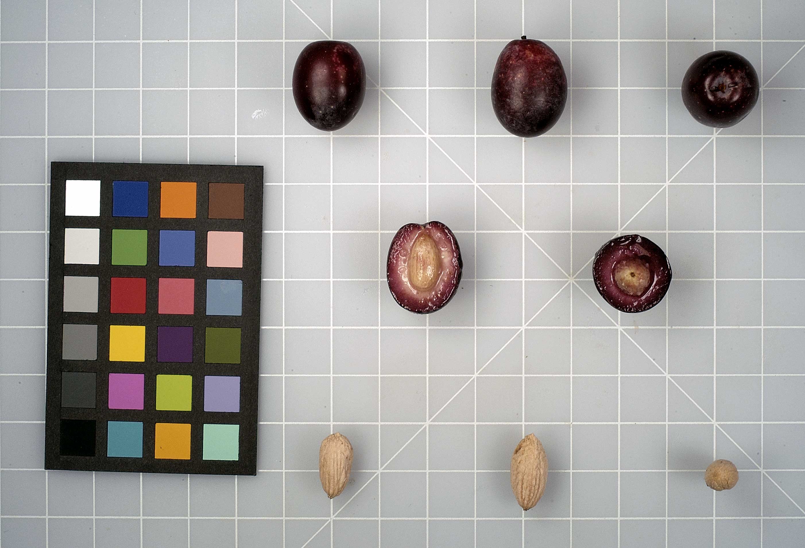 FRUIT