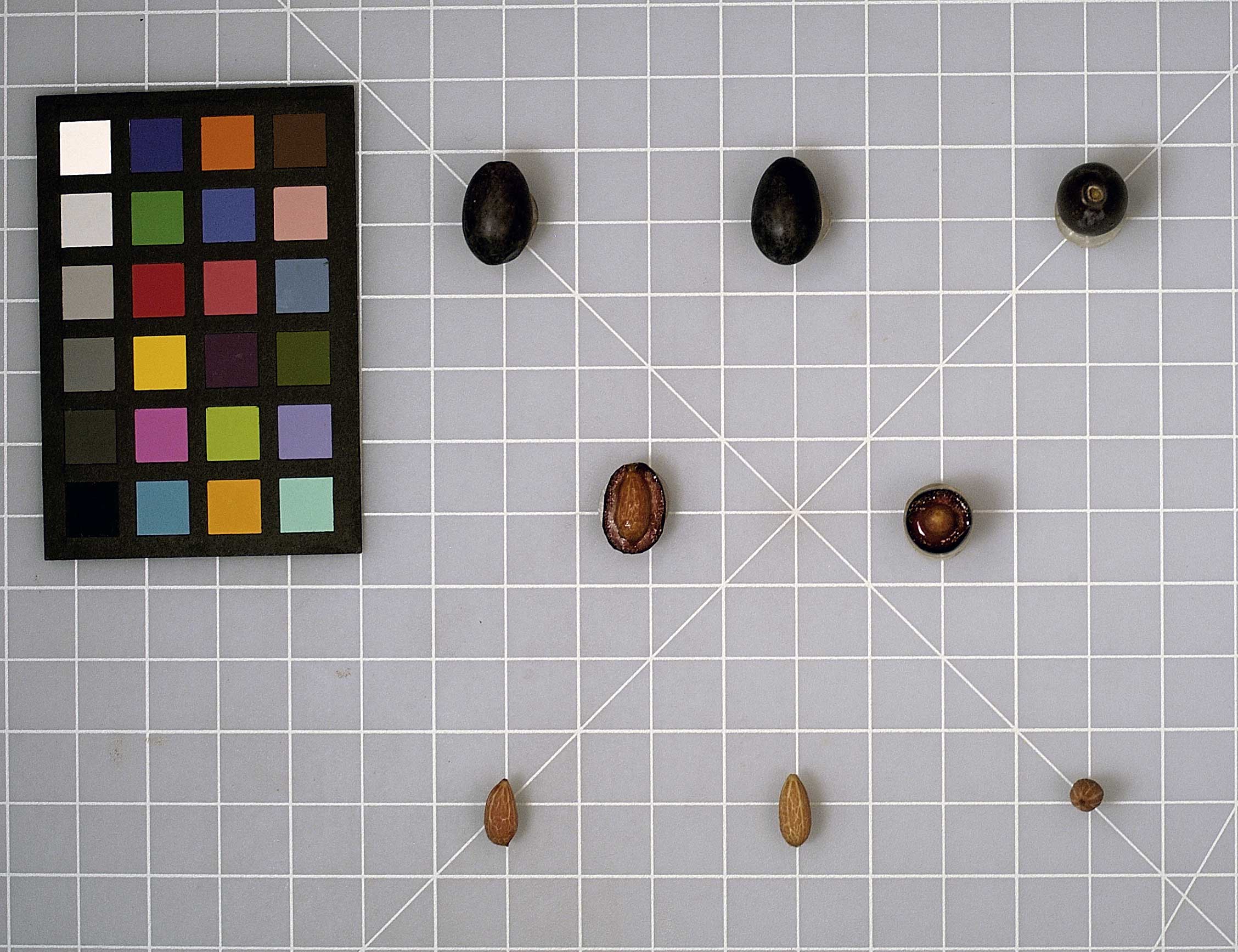 FRUIT