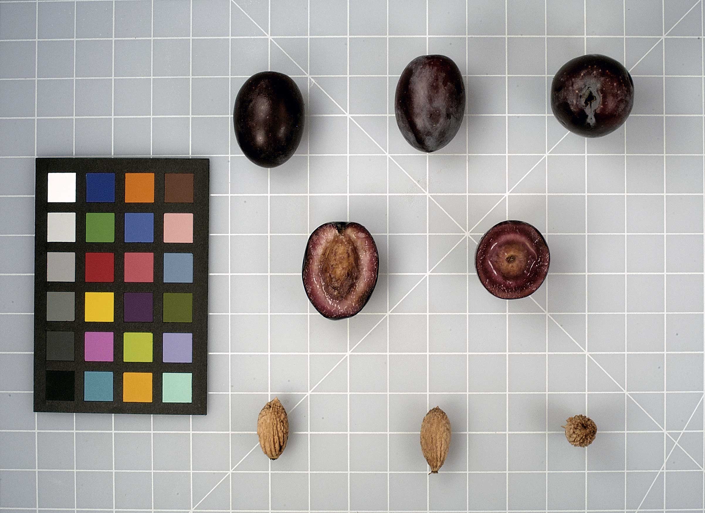 FRUIT