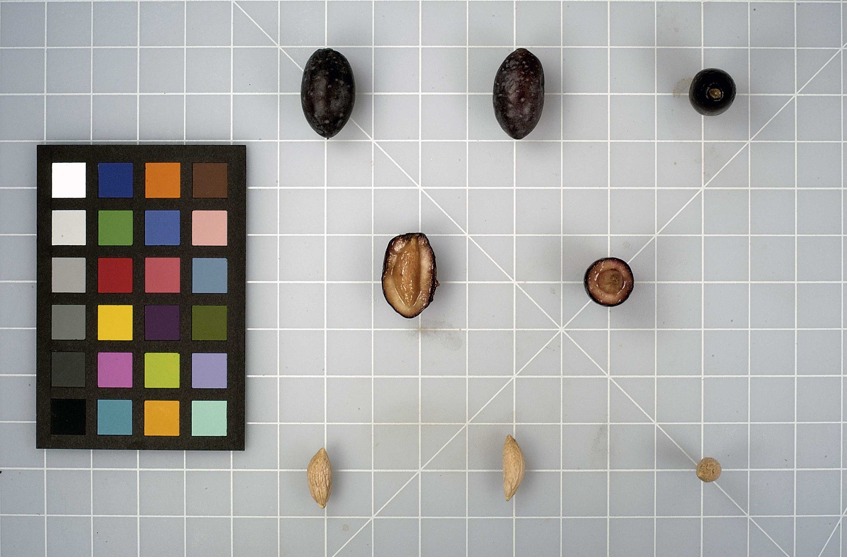 FRUIT