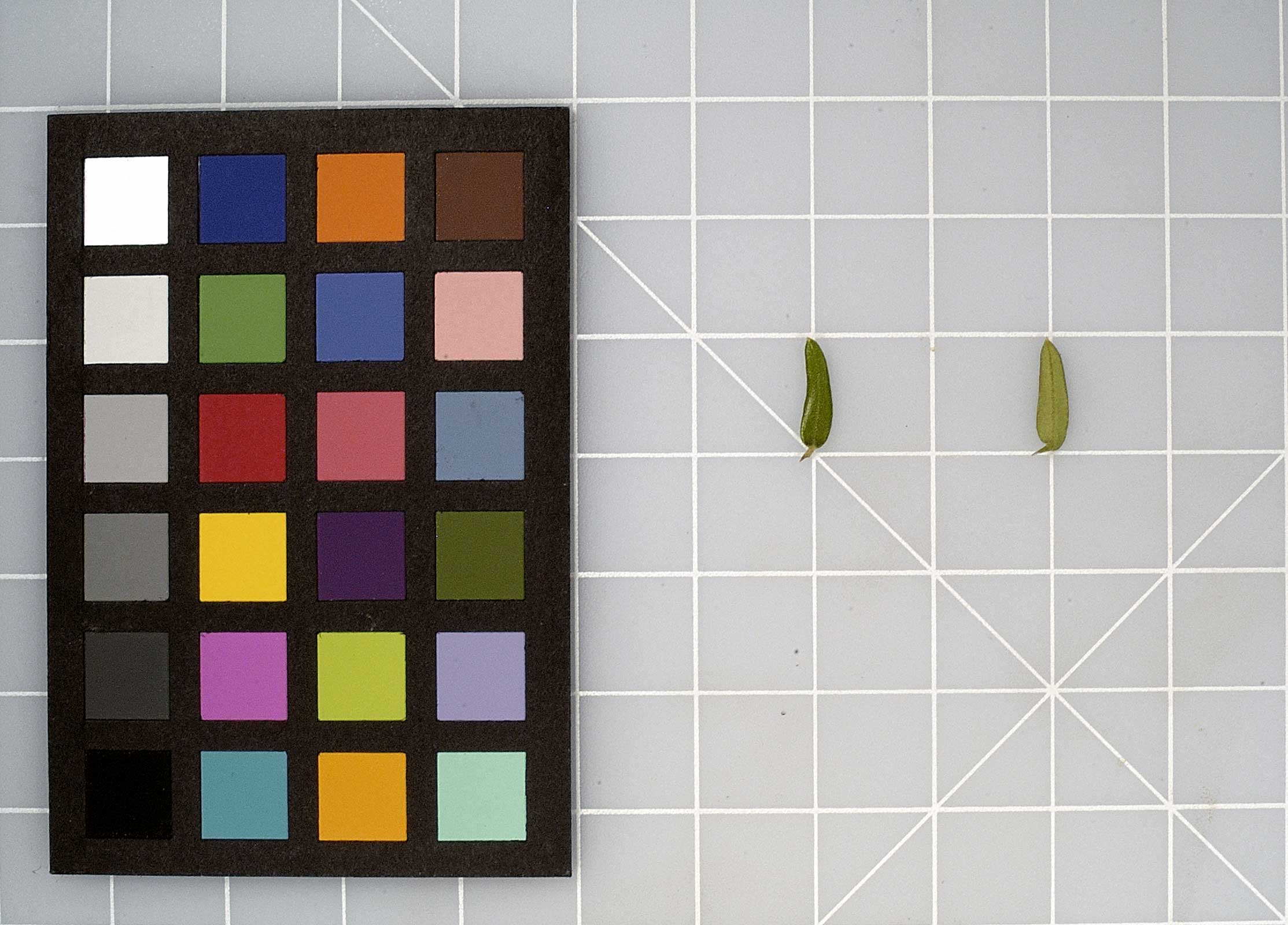 LEAF