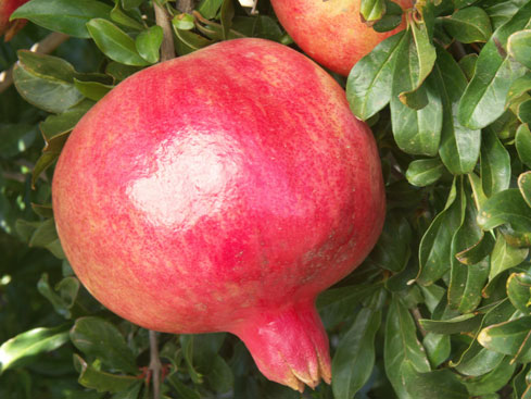 Click for 2 image(s) for this accession. BRANCH