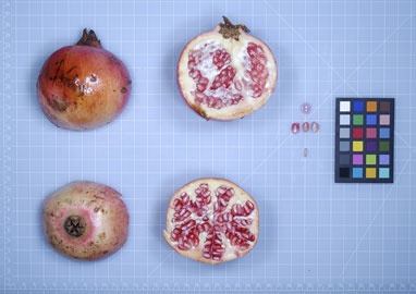 FRUIT