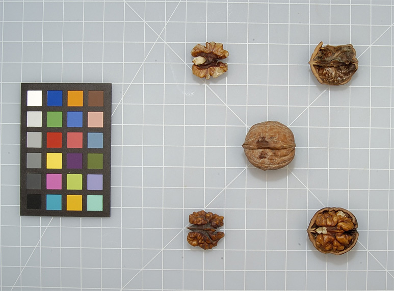 Click for 1 image(s) for this accession. NUT