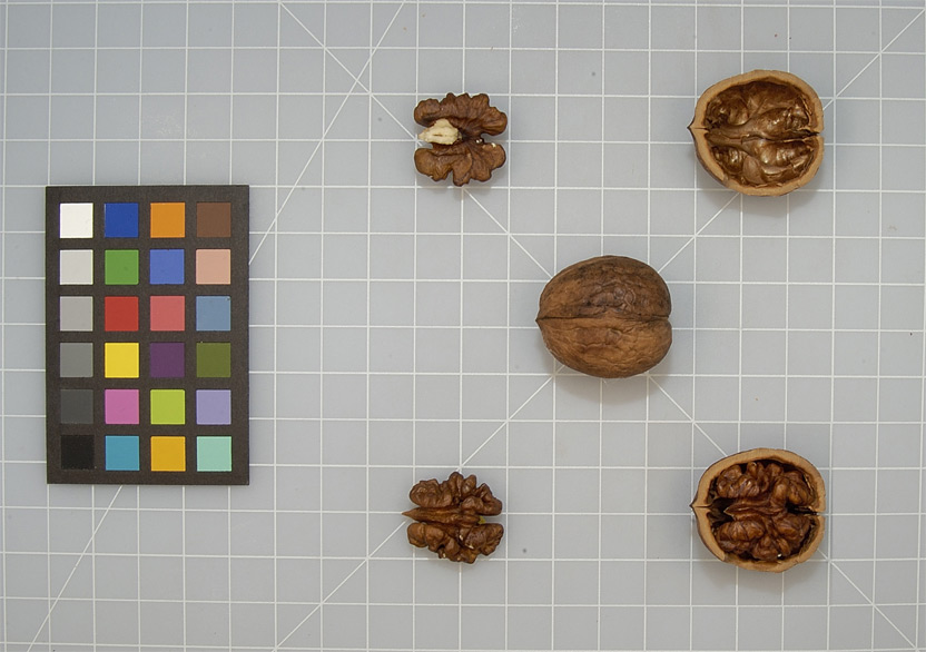Click for 3 image(s) for this accession. NUT