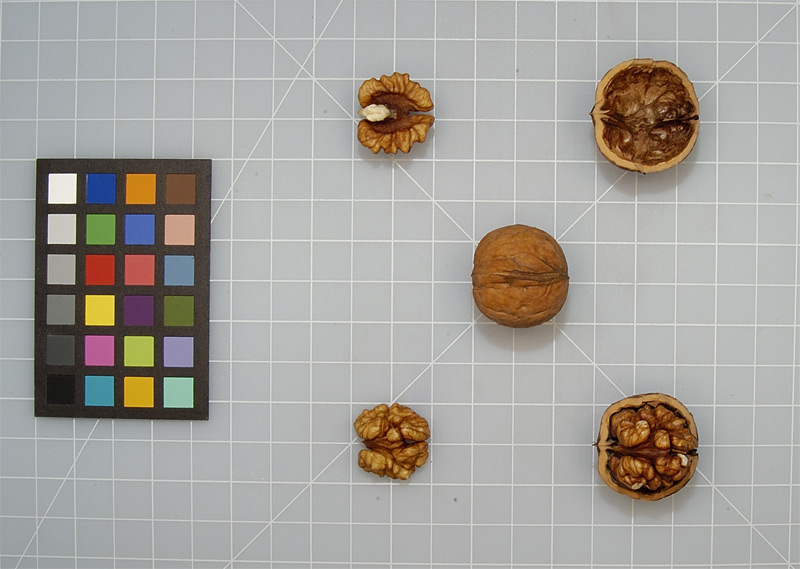 Click for 4 image(s) for this accession. NUT