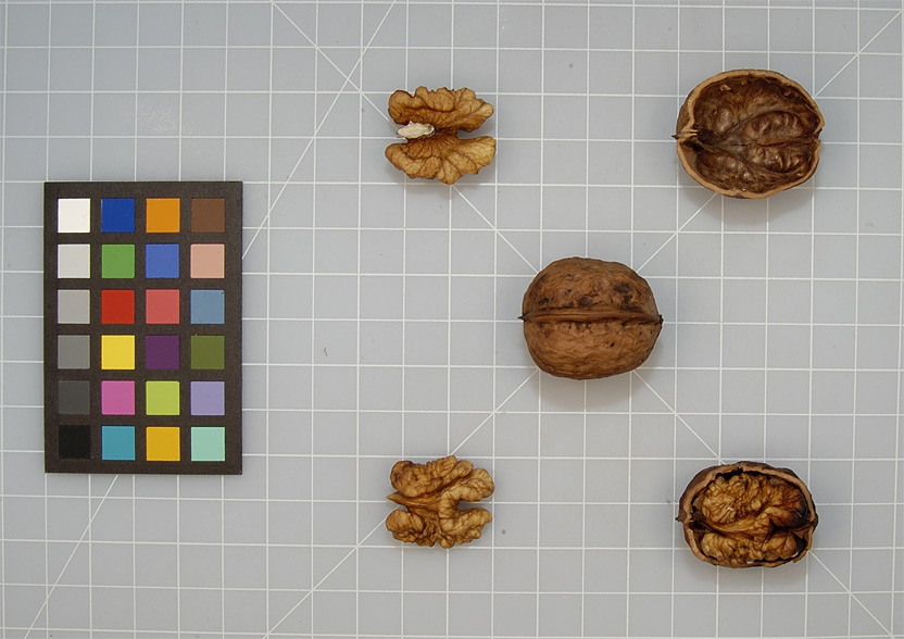 Click for 5 image(s) for this accession. NUT