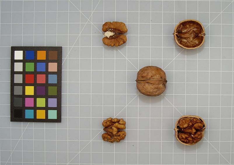 Click for 3 image(s) for this accession. NUT