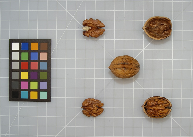 Click for 1 image(s) for this accession. NUT