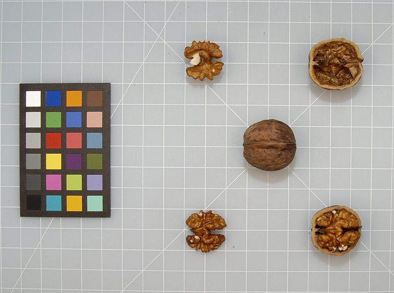 Click for 1 image(s) for this accession. NUT