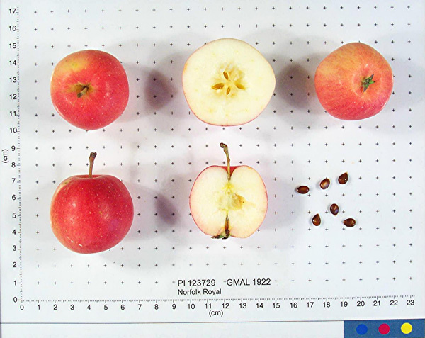 Click for 1 image(s) for this accession. FRUIT