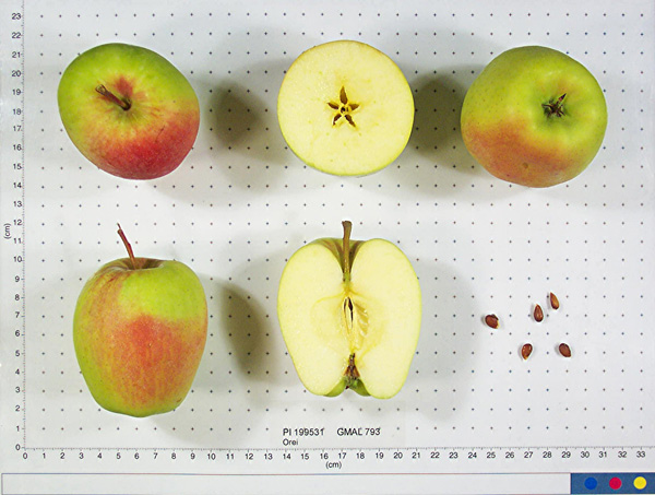 Click for 1 image(s) for this accession. FRUIT