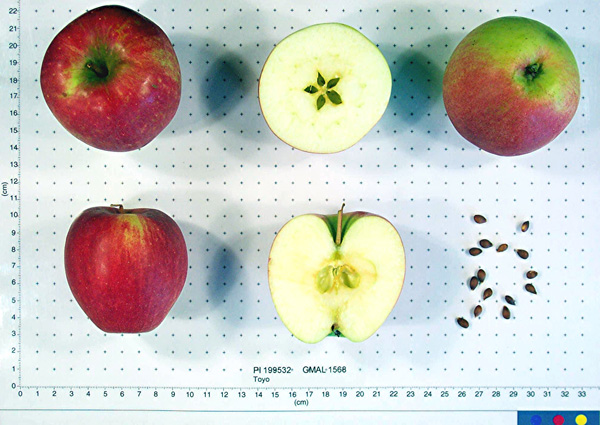 Click for 1 image(s) for this accession. FRUIT