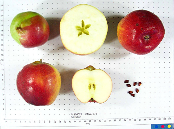 Click for 1 image(s) for this accession. FRUIT