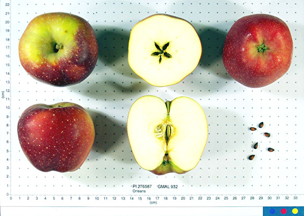 Click for 1 image(s) for this accession. FRUIT
