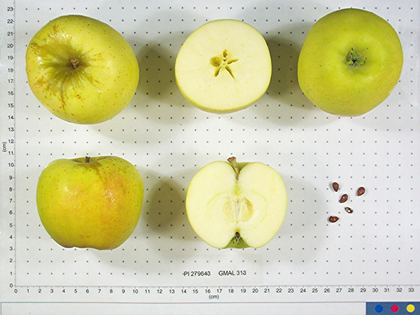 Click for 1 image(s) for this accession. FRUIT