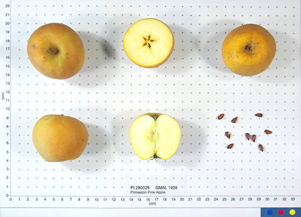 FRUIT