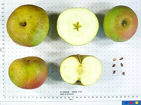 FRUIT