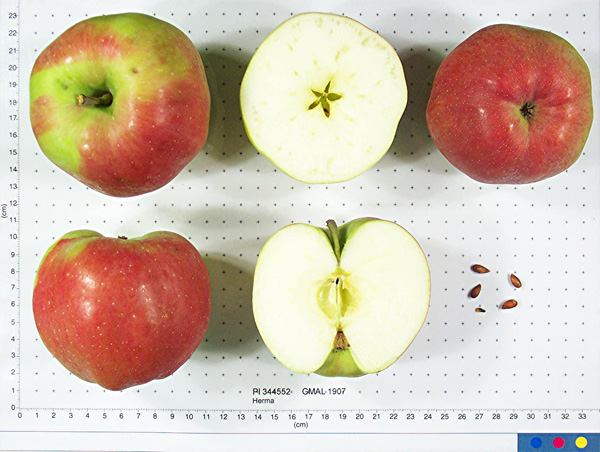 Click for 1 image(s) for this accession. FRUIT
