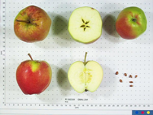 Click for 1 image(s) for this accession. FRUIT