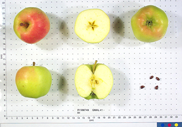 Click for 1 image(s) for this accession. FRUIT